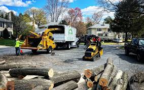 Professional Tree Services in Bay Point, CA