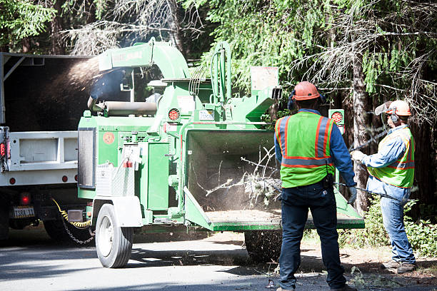 How Our Tree Care Process Works  in  Bay Point, CA